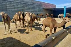 اجرای برنامه مراقبت فعال از شترها در خصوص بیماری مرس 